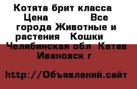 Котята брит класса › Цена ­ 20 000 - Все города Животные и растения » Кошки   . Челябинская обл.,Катав-Ивановск г.